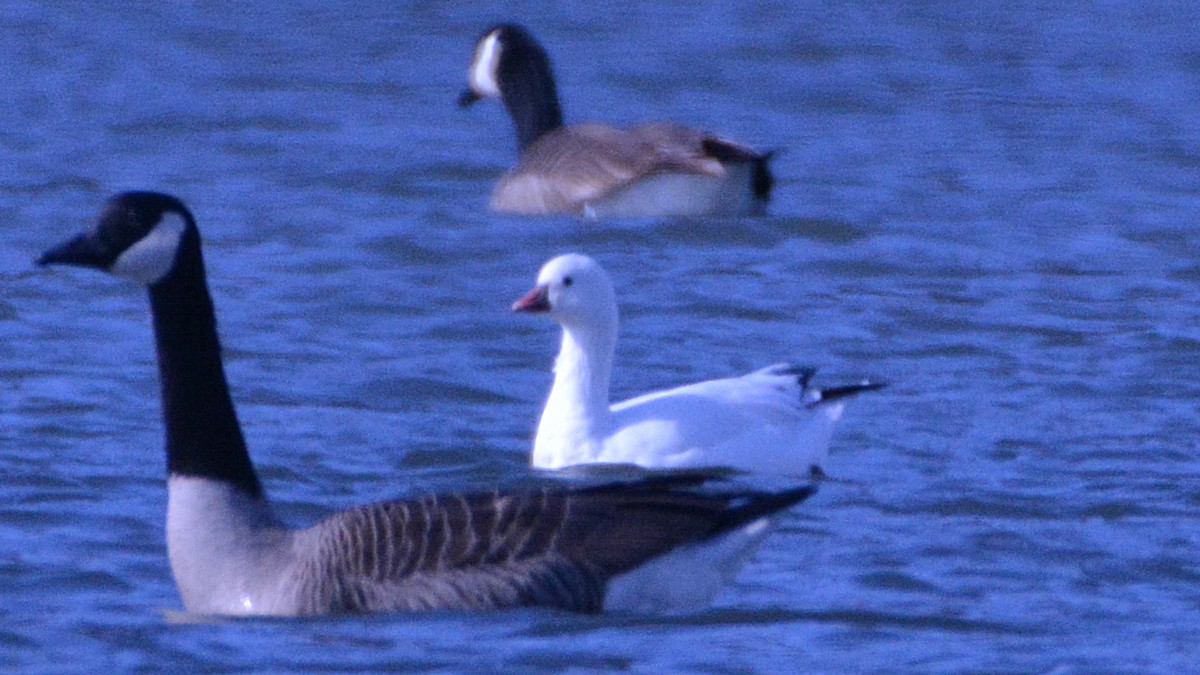 Ross's Goose - ML51985551