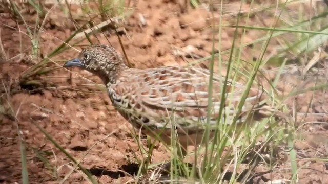 Small Buttonquail - ML519856111