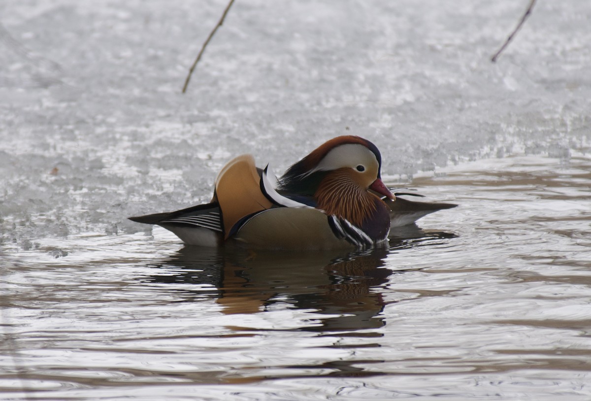 Mandarin Duck - Nate Brown