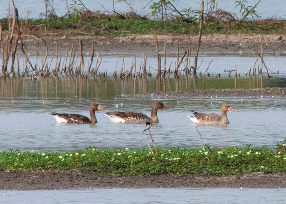 Graylag Goose (Siberian) - ML519856441