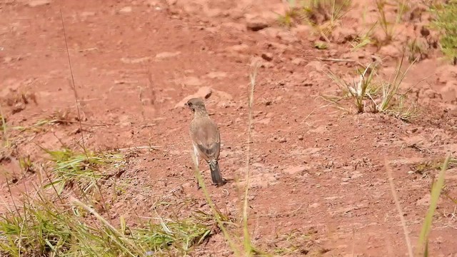 Capped Wheatear - ML519856471