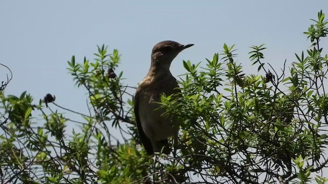 Capped Wheatear - ML519856511