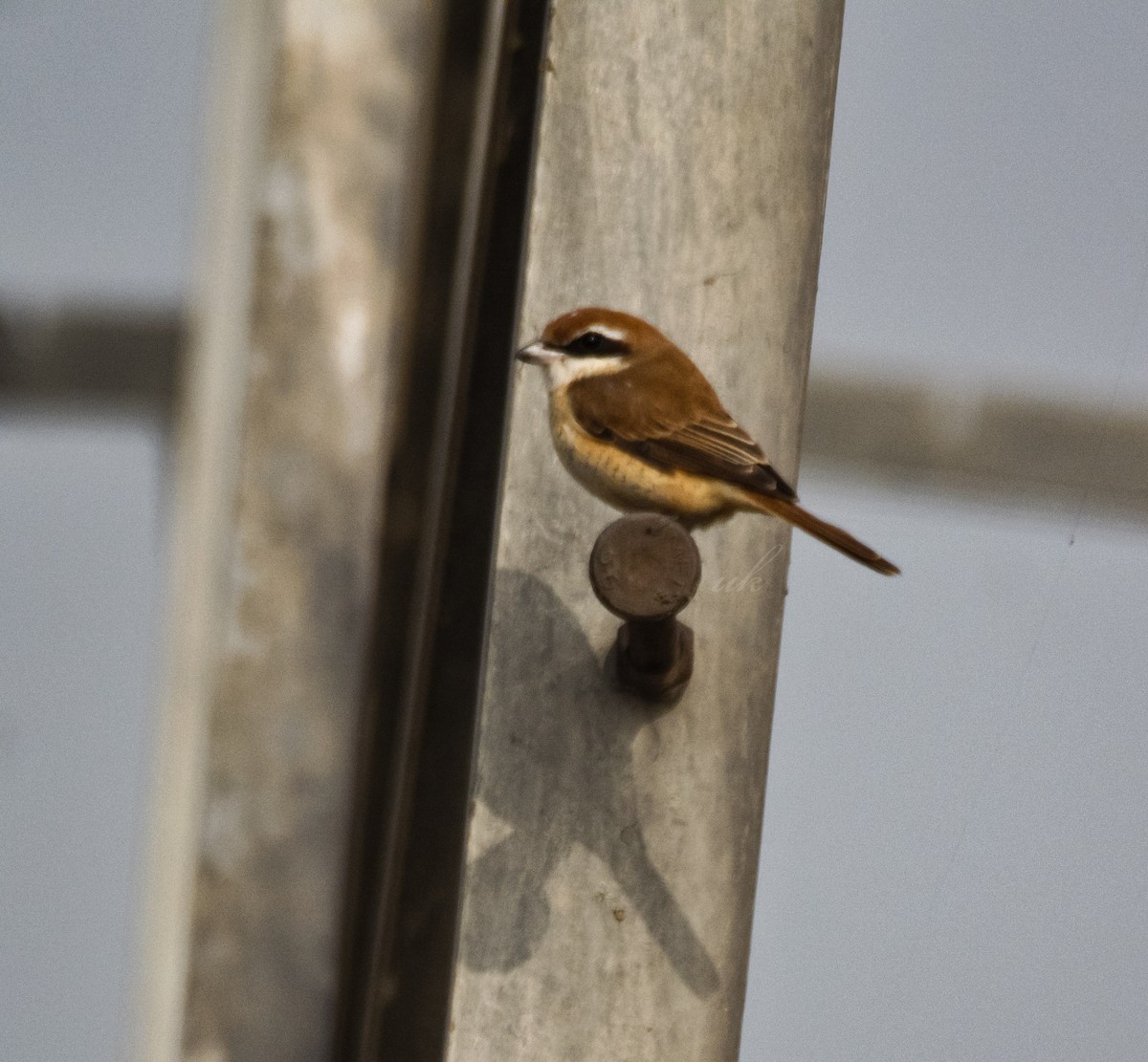 Brown Shrike - ML519856951