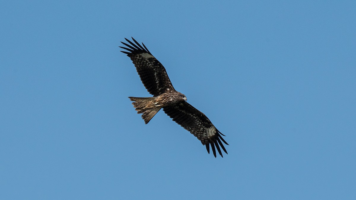 Black Kite (Black-eared) - ML519857611