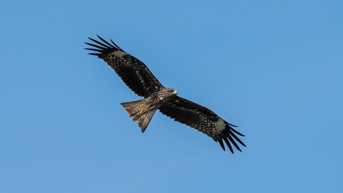 Black Kite (Black-eared) - ML519857621