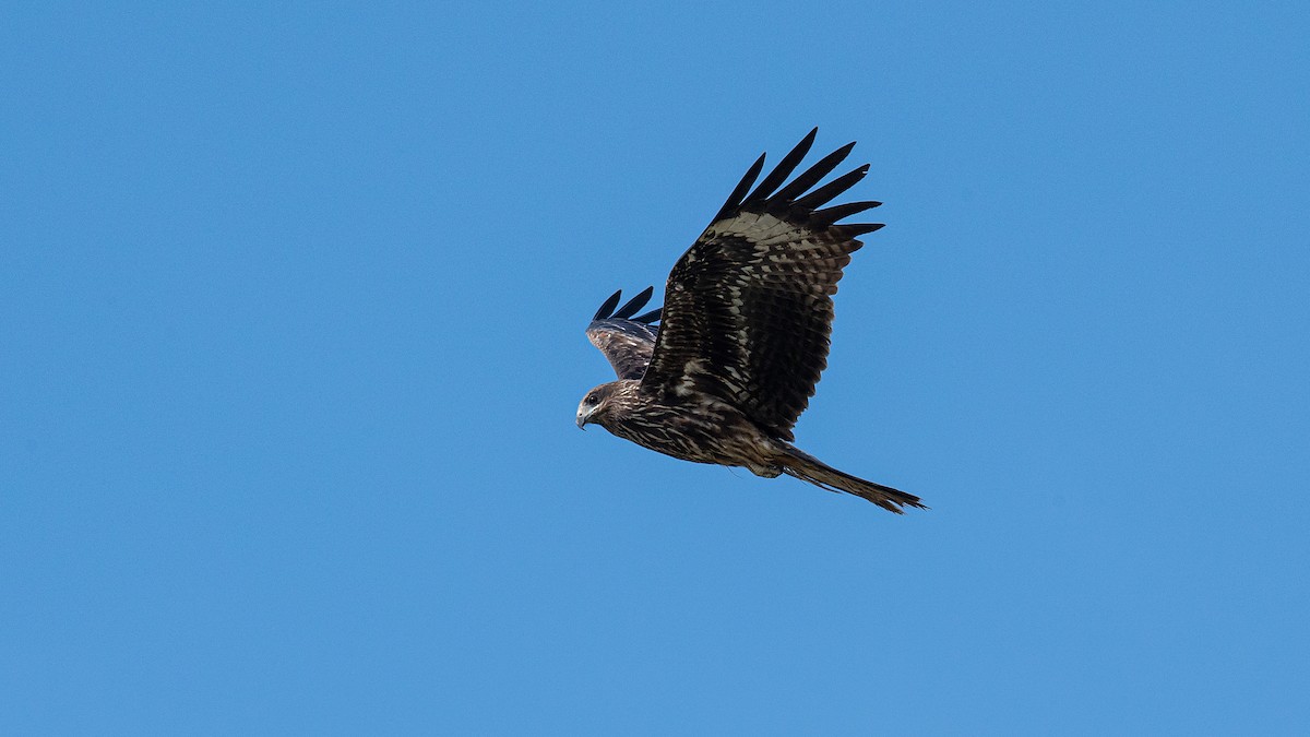 Black Kite (Black-eared) - ML519857631