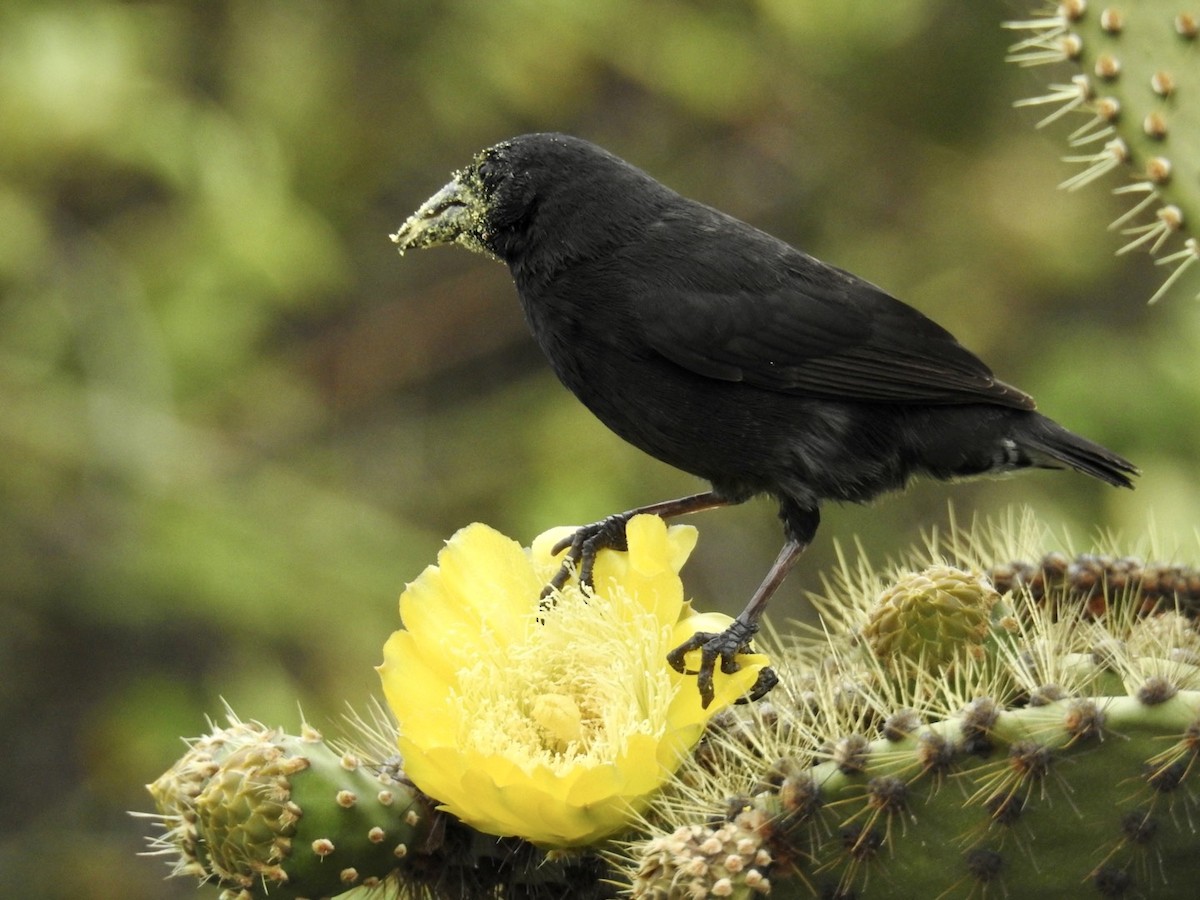 Common Cactus-Finch - ML519858801