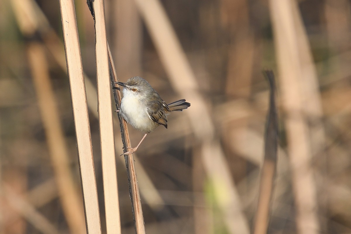 River Prinia - ML519860731