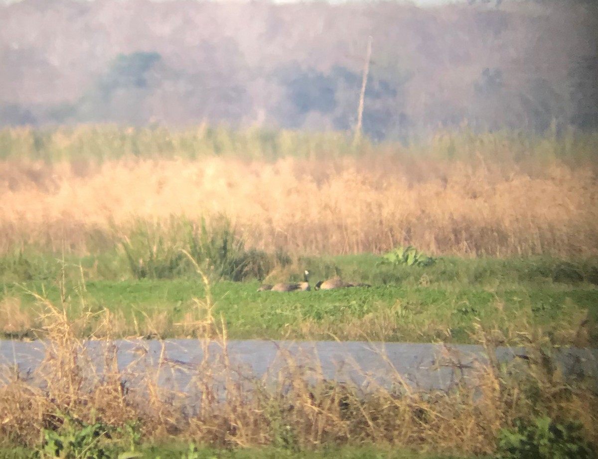 Харлаг галуу - ML519861441