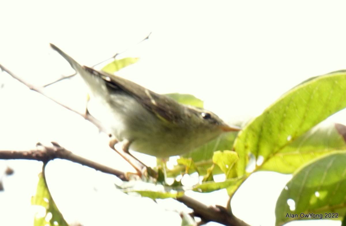 メボソムシクイ属 - ML519862851