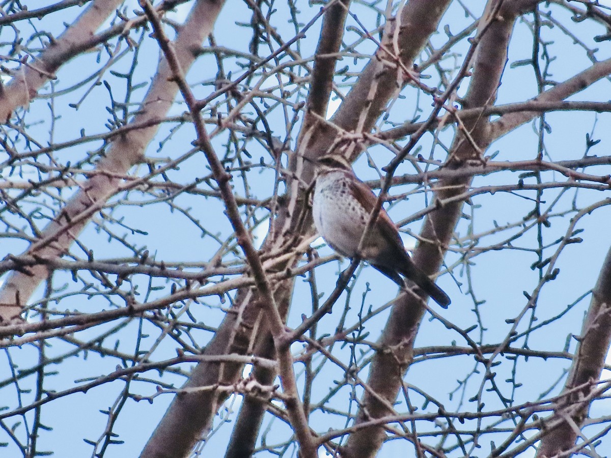Dusky Thrush - ML519863151
