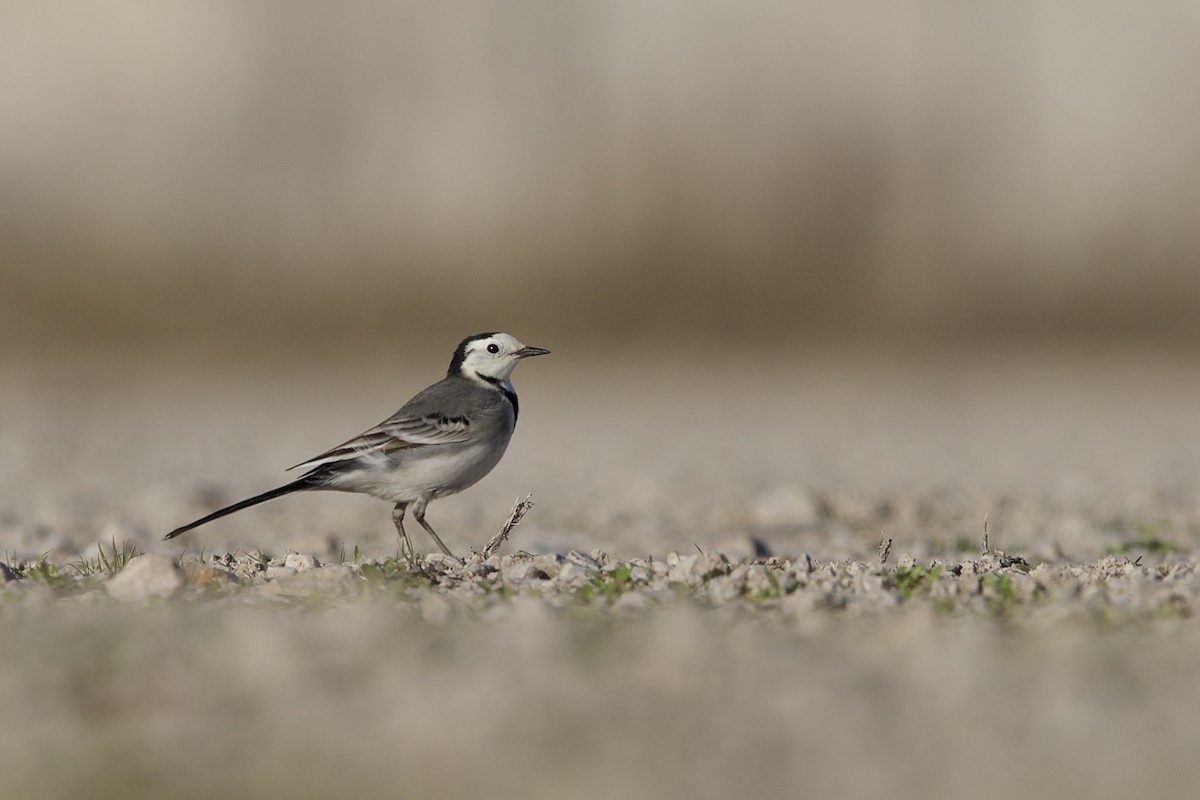 White Wagtail - Dimitrios Loukas