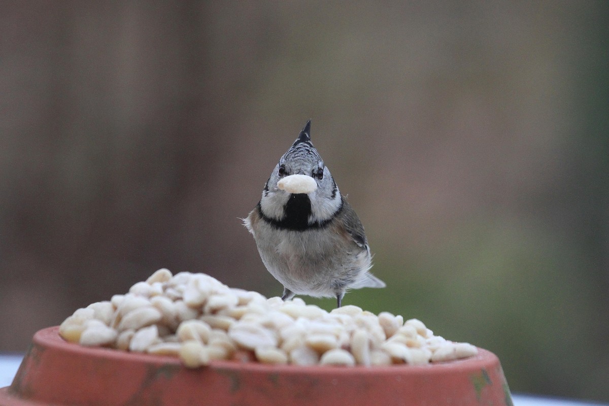Crested Tit - ML519864201