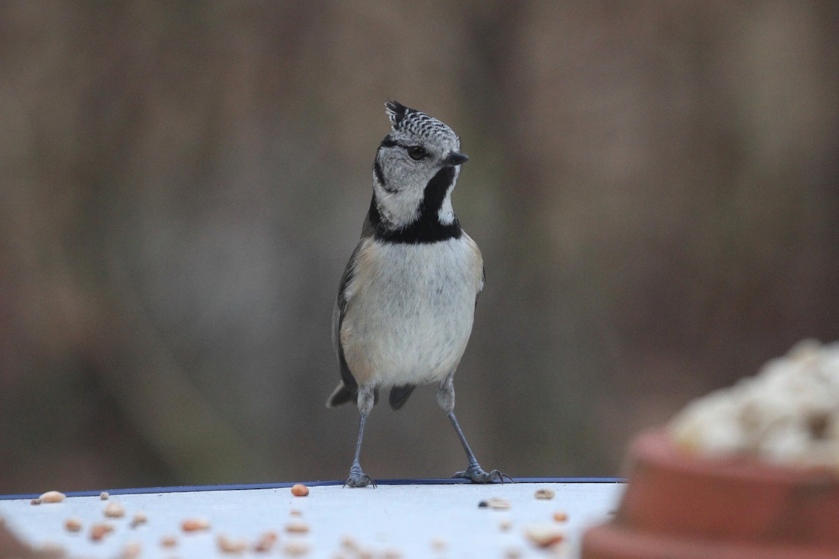 Crested Tit - ML519864211