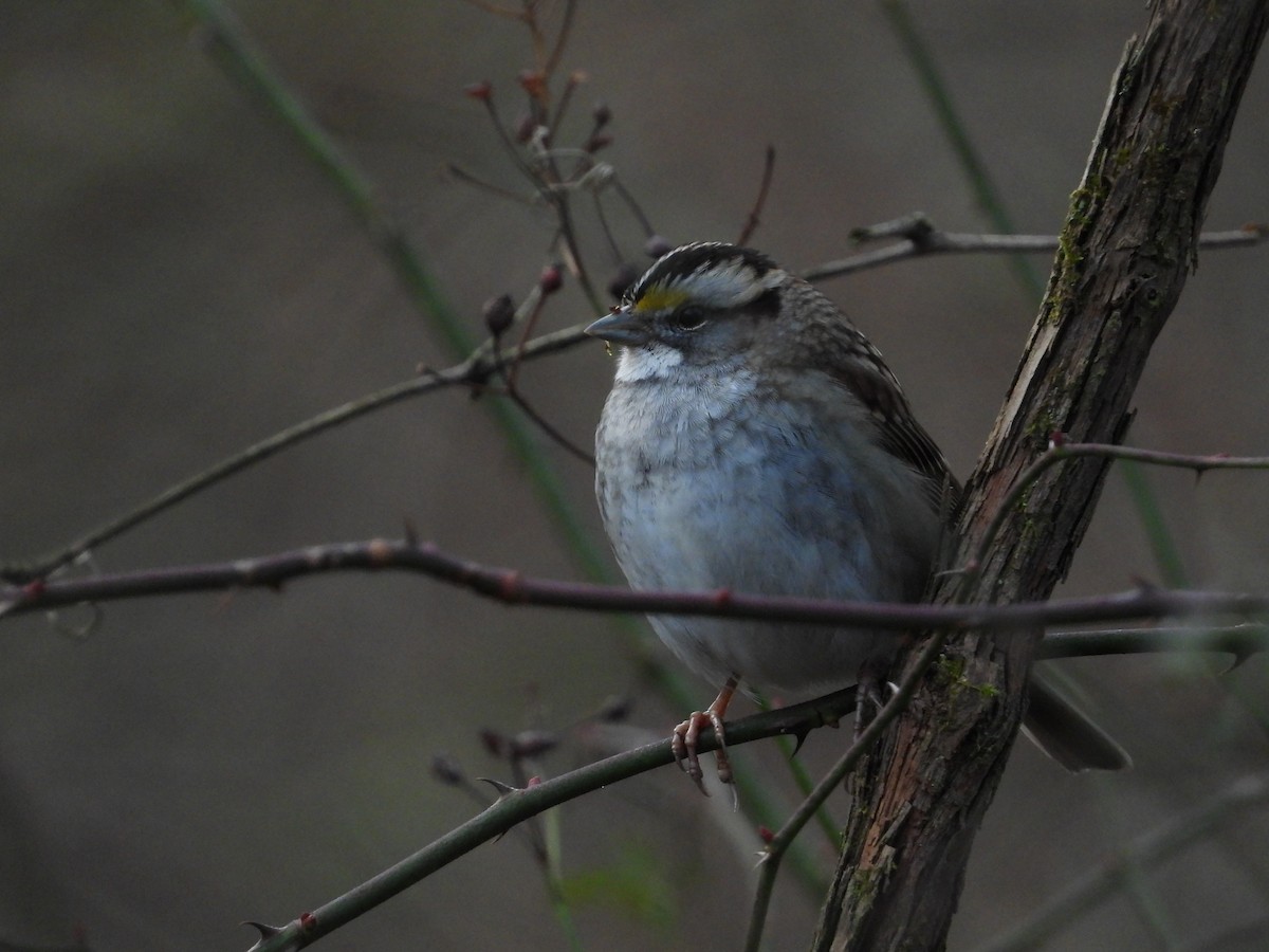 White-throated Sparrow - Megan Bolcar