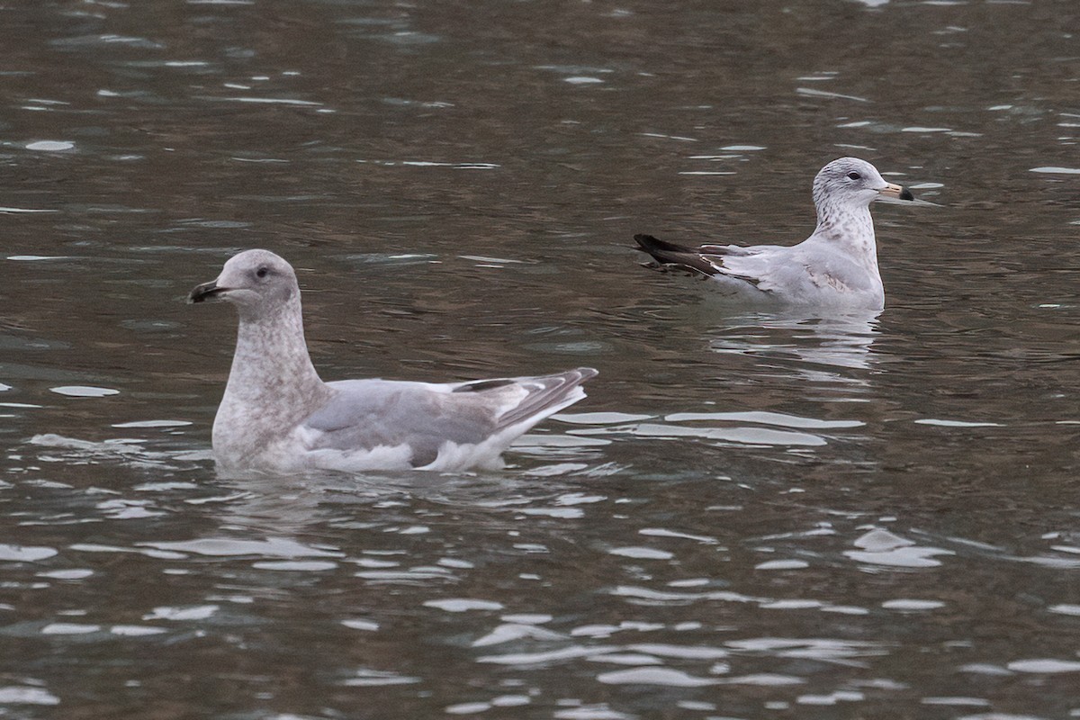 Glaucous-winged Gull - Anthony  Rodgers