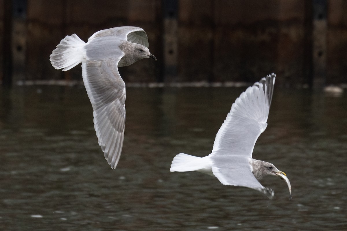 Glaucous-winged Gull - Anthony  Rodgers