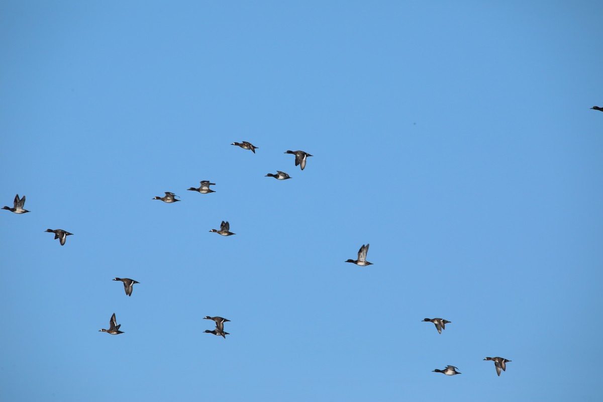 Greater Scaup - ML519866491