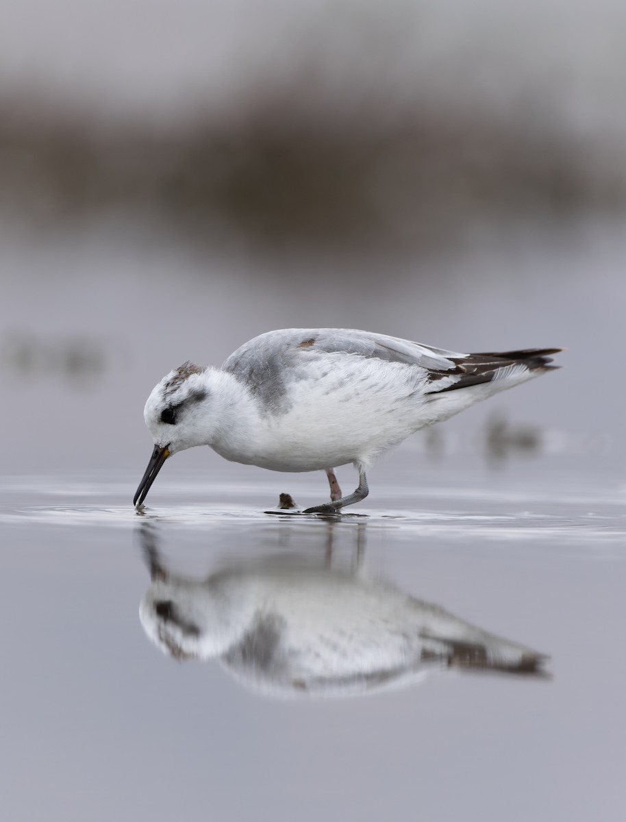 Phalarope à bec large - ML519866601