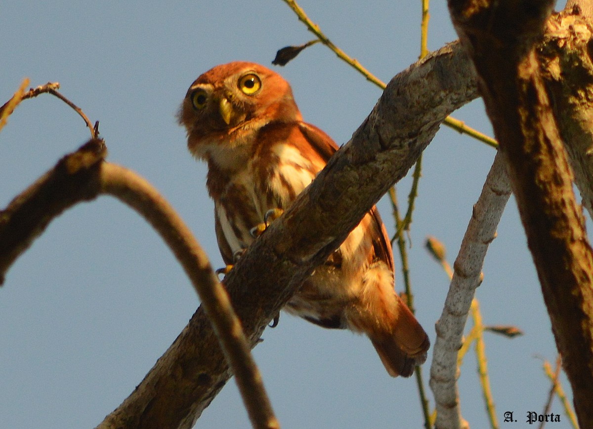 Ferruginous Pygmy-Owl - ML51986671