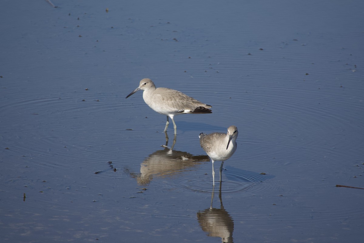 Willet - ML519866901