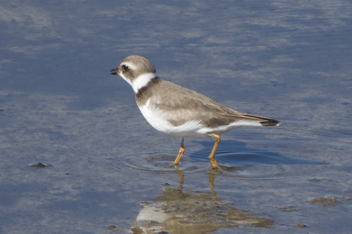 Semipalmated Plover - ML519867361
