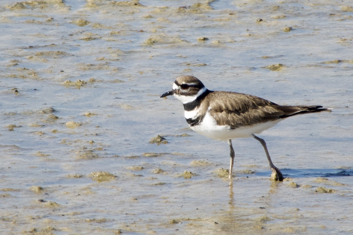 Killdeer - ML519867451