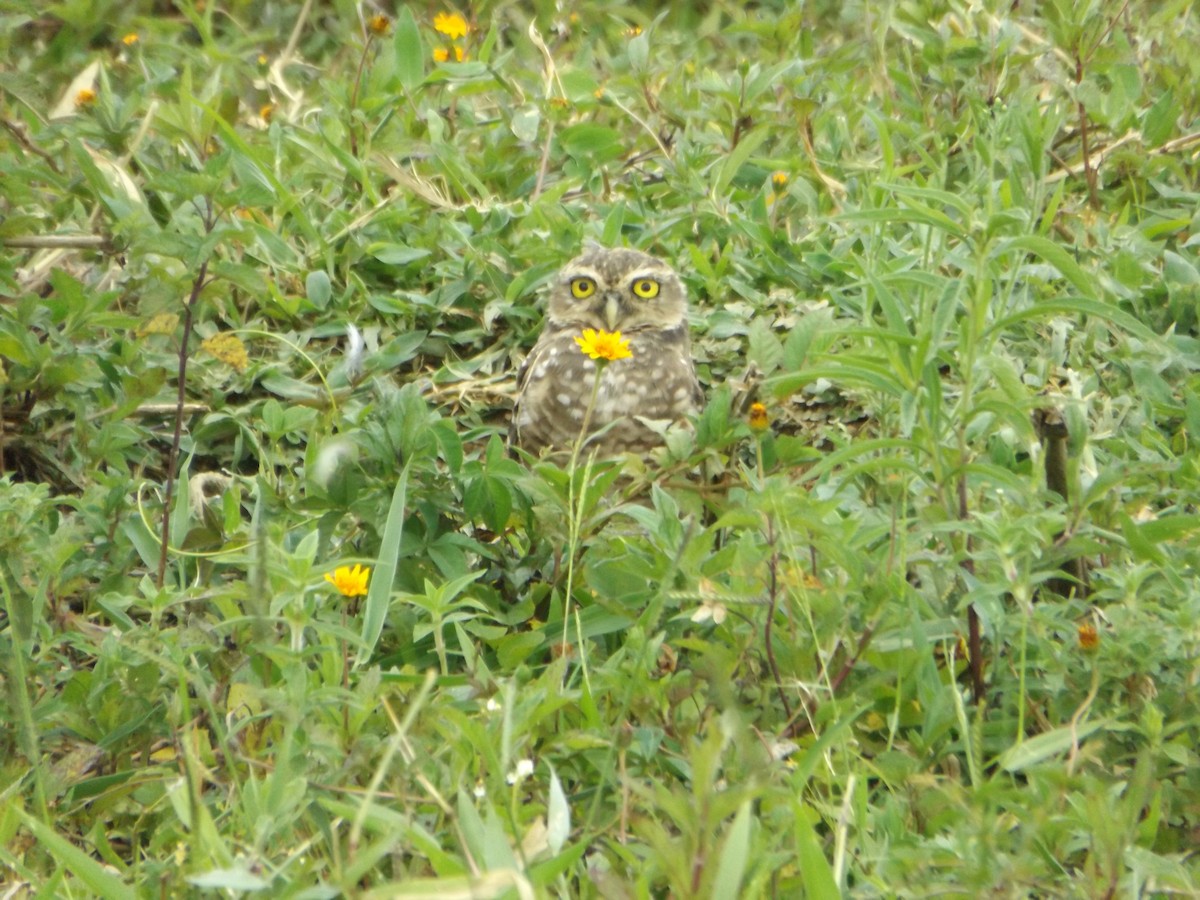 Burrowing Owl - ML519867581