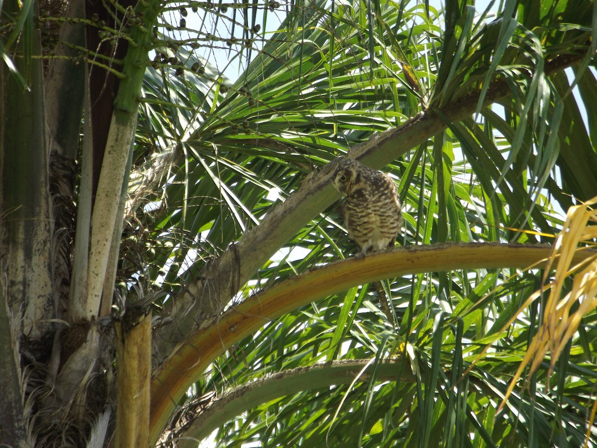 Burrowing Owl - ML519867601