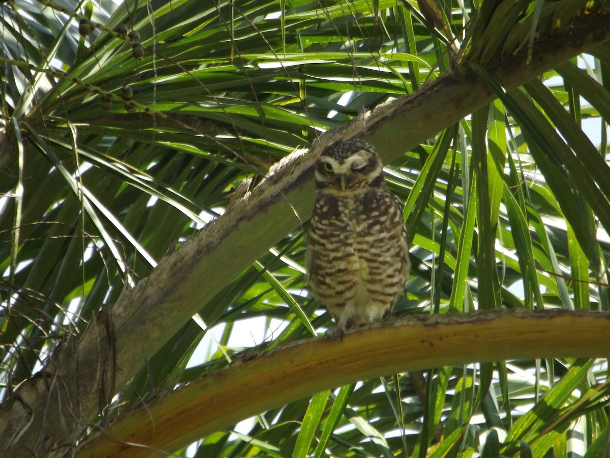 Burrowing Owl - UEDSON REGO