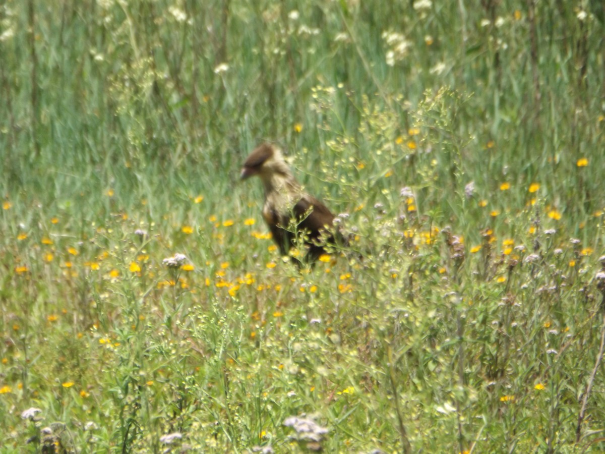 Caracara huppé - ML519867951