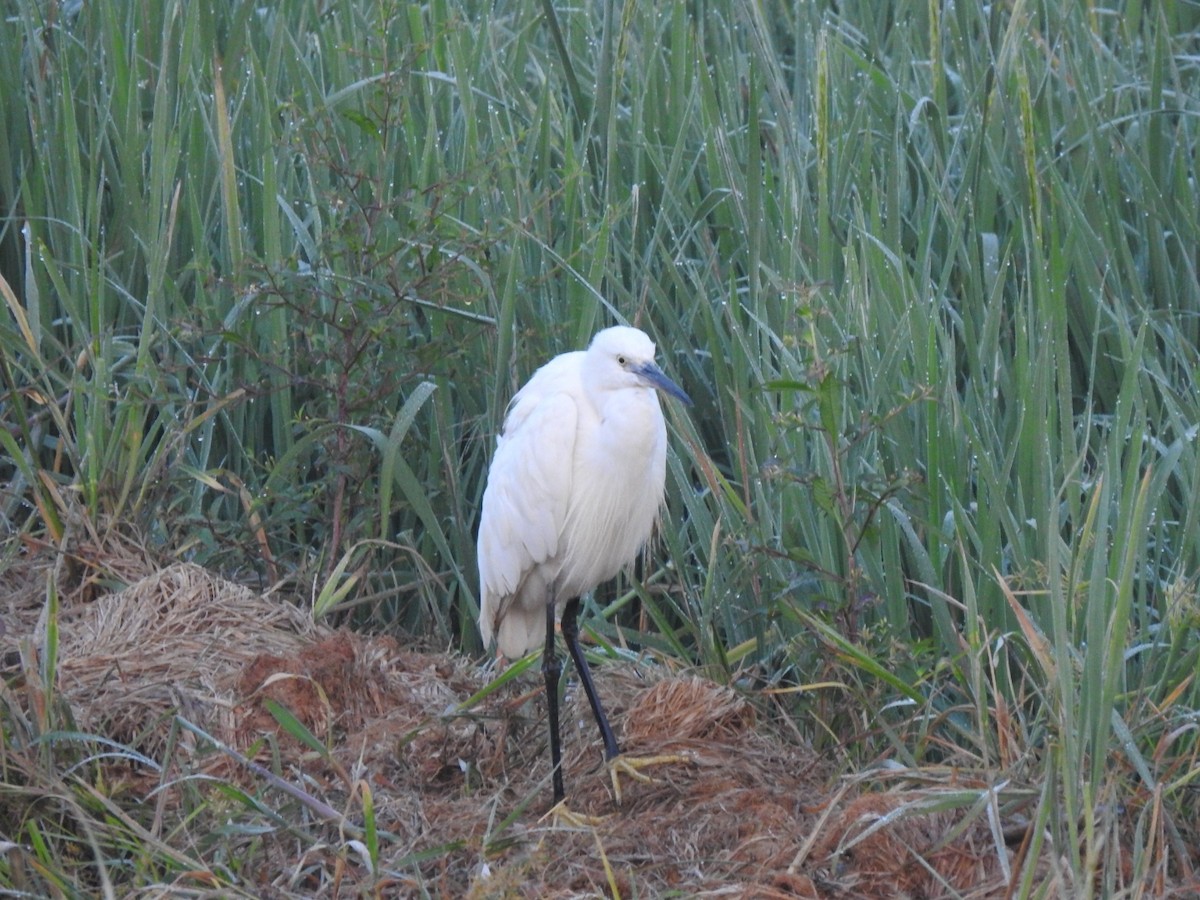 Little Egret - ML519868021