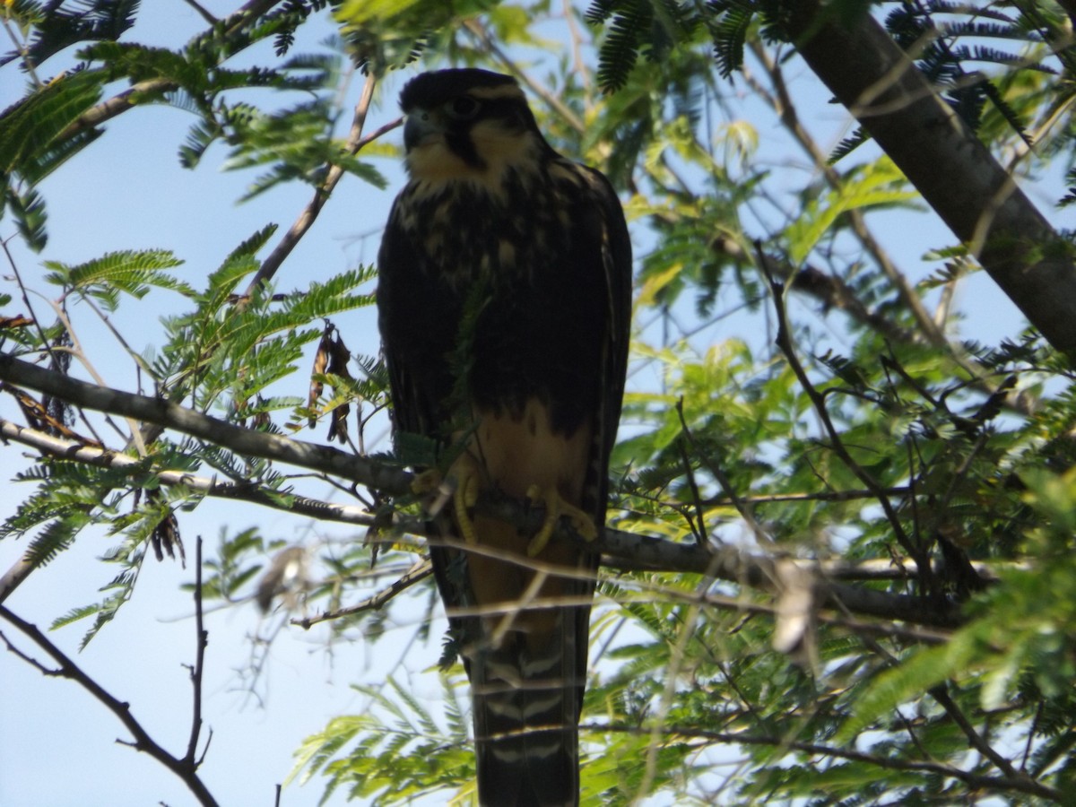 Faucon aplomado - ML519868111