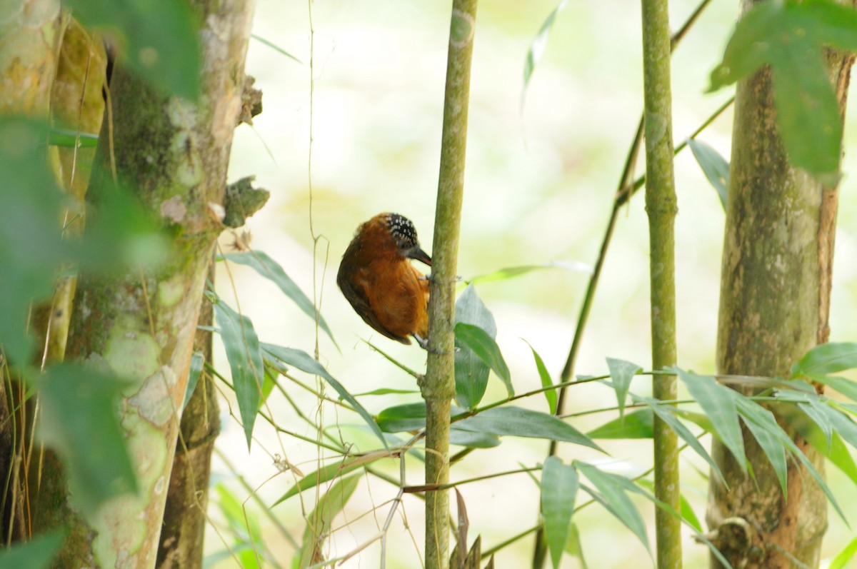 Rufous-breasted Piculet - ML519868221