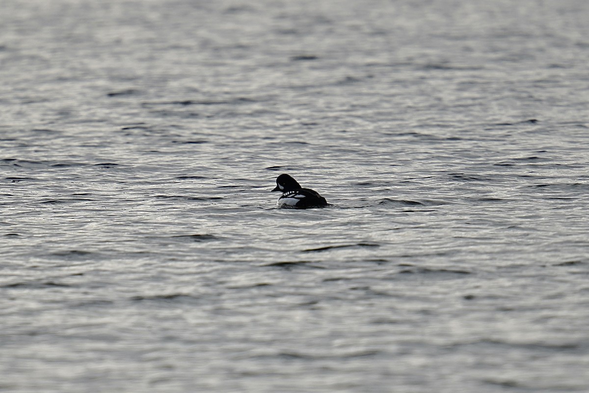 Barrow's Goldeneye - ML519868491