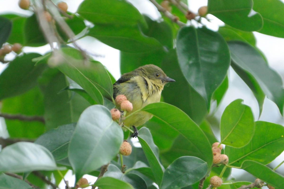 White-bellied Dacnis - ML519869011