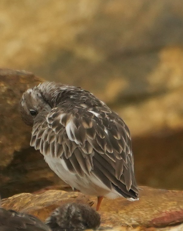 Ruddy Turnstone - ML519869101