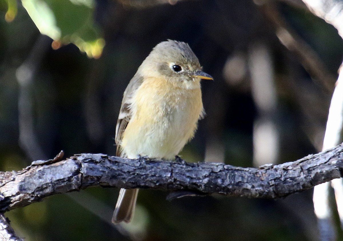 Buff-breasted Flycatcher - ML51986991