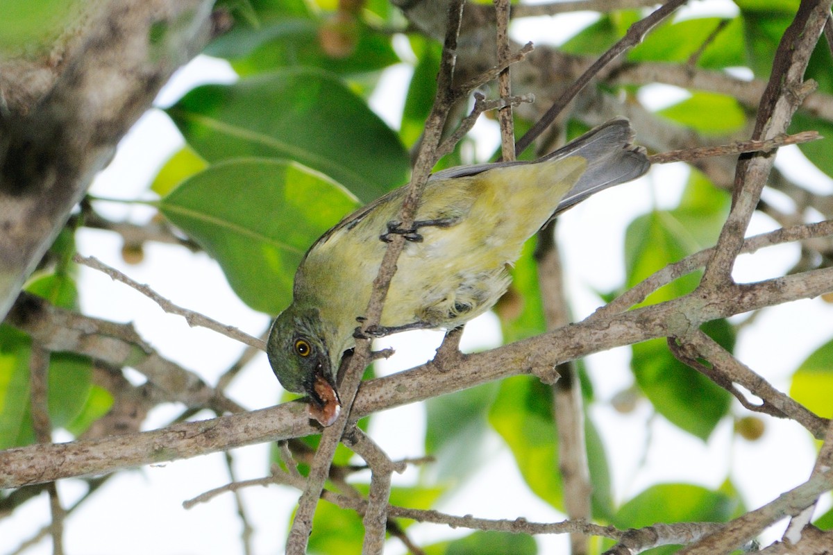 White-bellied Dacnis - ML519870261