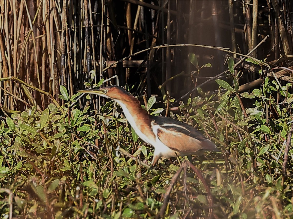 Least Bittern - ML519870681