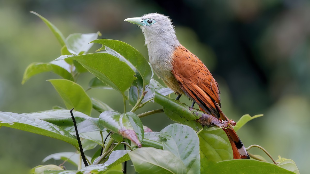 Raffles's Malkoha - John Clough