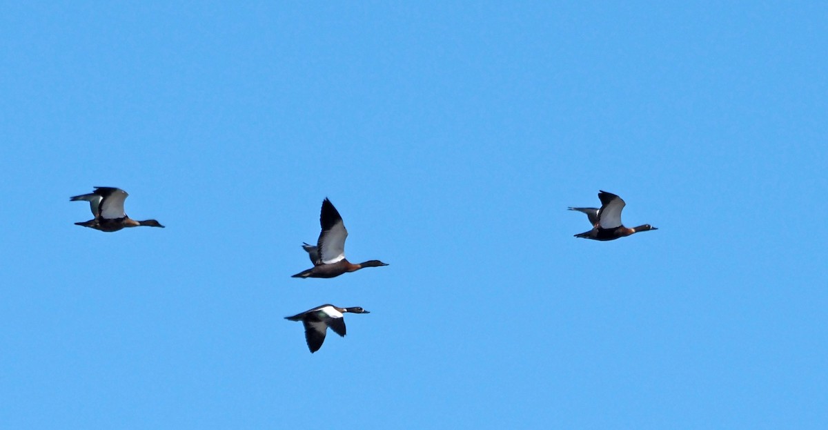 Australian Shelduck - Steve Law