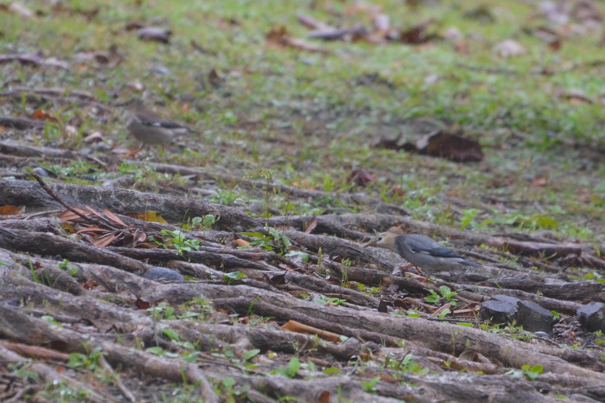 Red-billed Starling - ML519873841