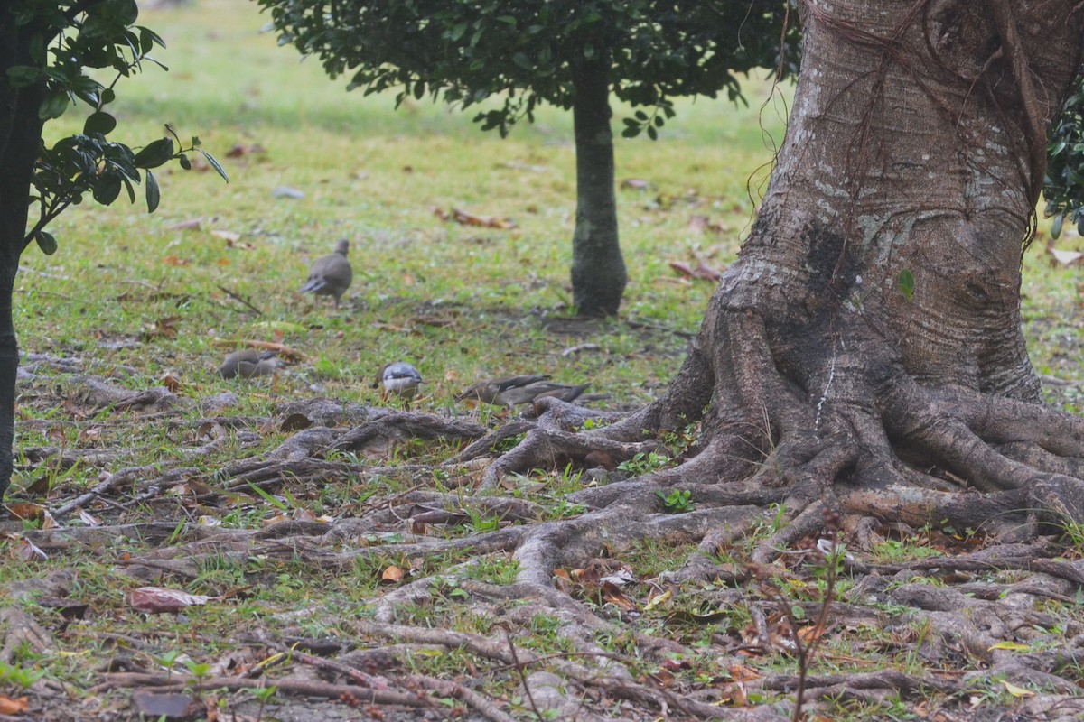 Red-billed Starling - ML519873851