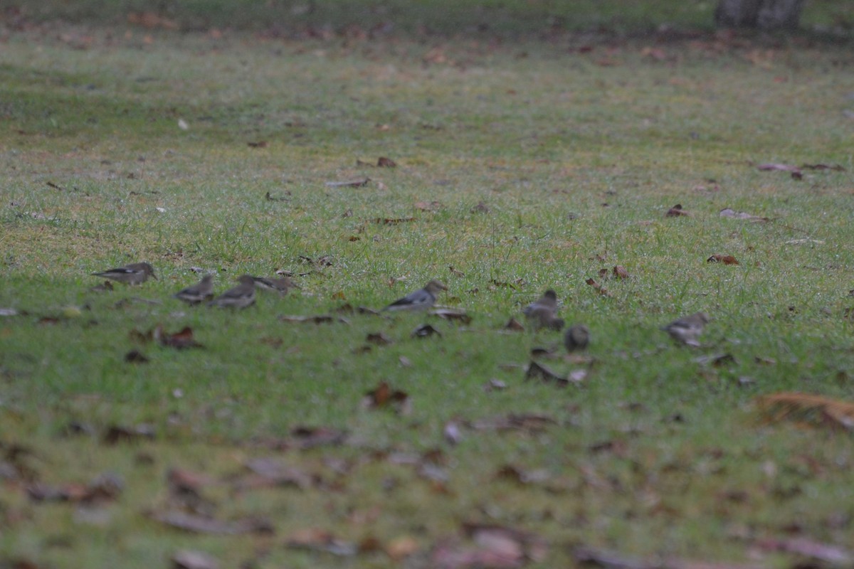 Red-billed Starling - ML519873871