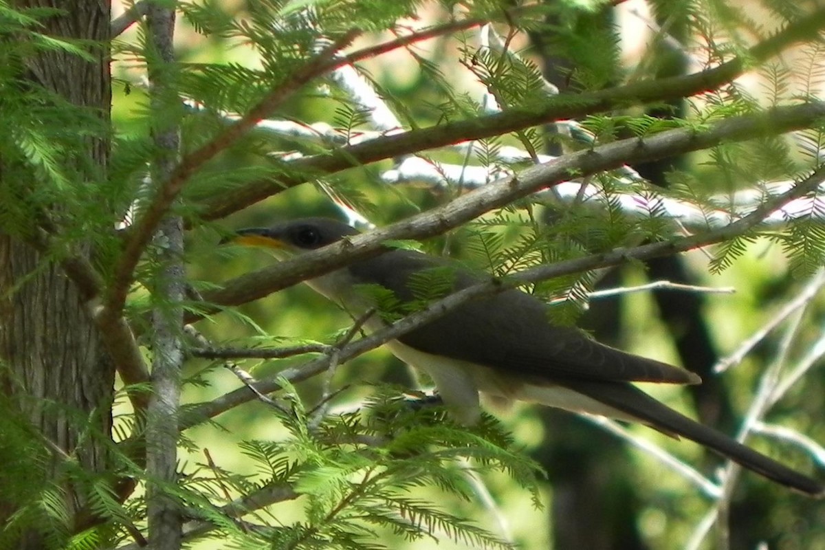 Yellow-billed Cuckoo - ML51987691