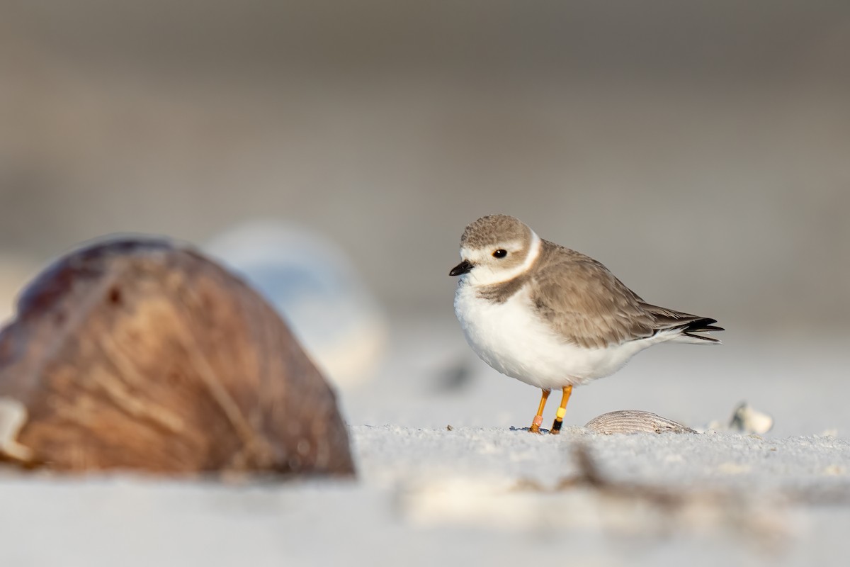 Piping Plover - ML519877111