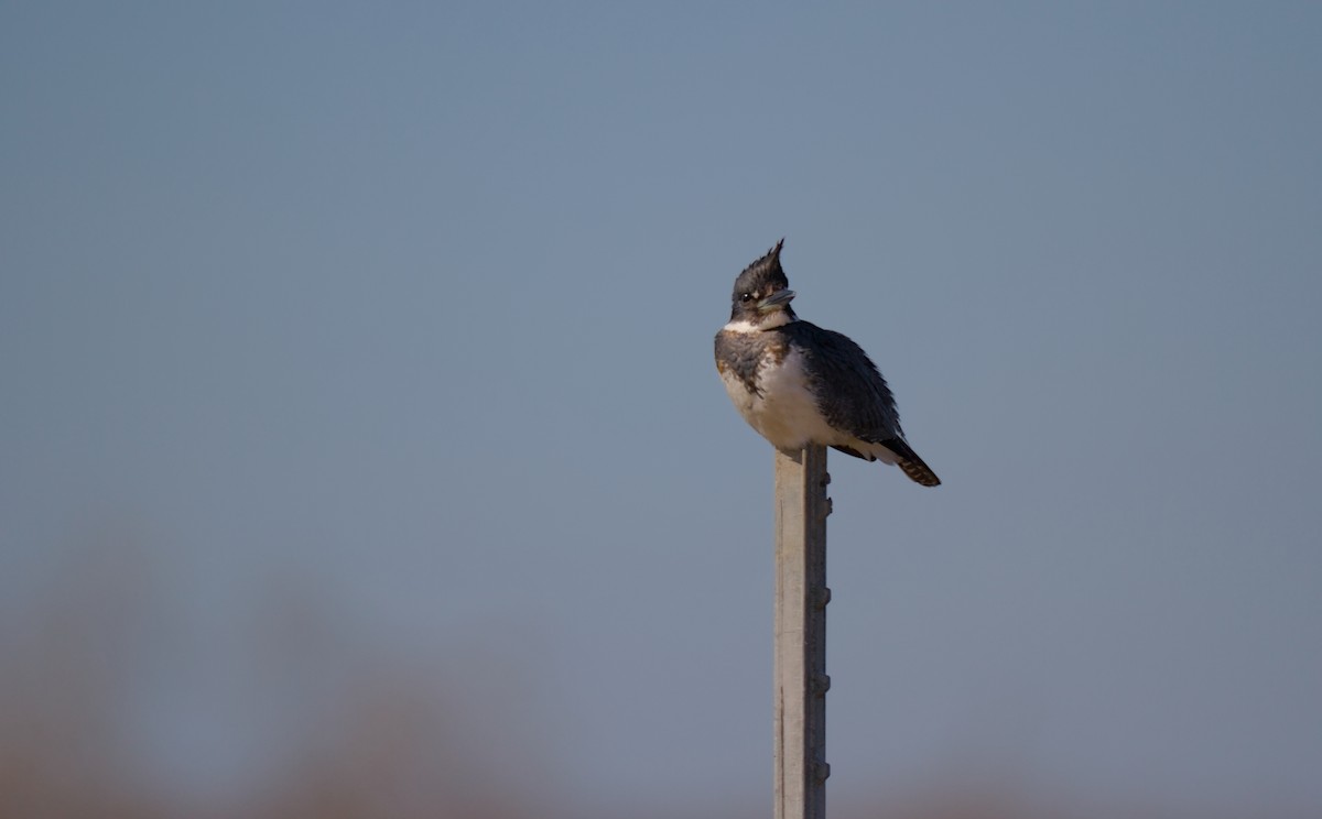 Belted Kingfisher - ML519877711