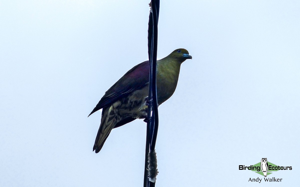 Whistling Green-Pigeon (Taiwan) - Andy Walker - Birding Ecotours
