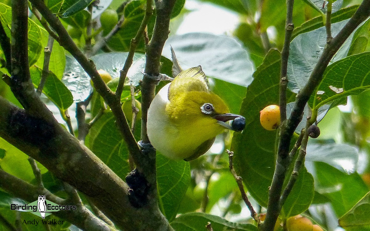 Lowland White-eye - ML519878621